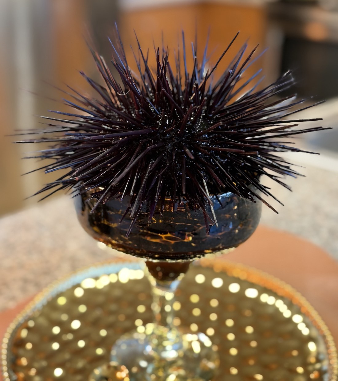 Whole live California red sea urchin presented in a dark glass on a gold tray